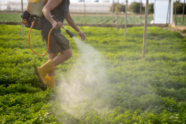 Best Local Pest Control Services  in North Judson, IN