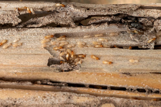 Best Pest Prevention Services  in North Judson, IN